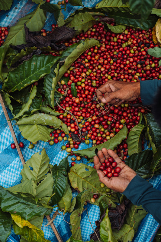 Single-Origin vs Blend Coffee: What’s the Difference?