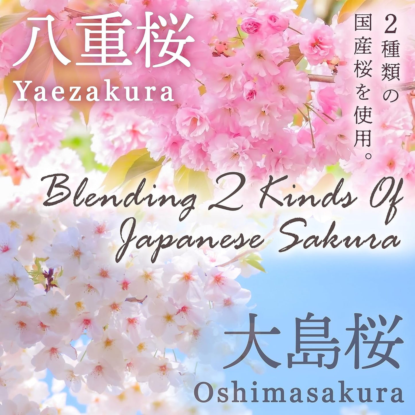 YAMASAN KYOTO UJI Sakura Latte -Creamy and Aromatic Foam- Using Japanese Cherry Blossom 100%, Made in Japan,Sold by Japanese company, 100g(3.5oz)