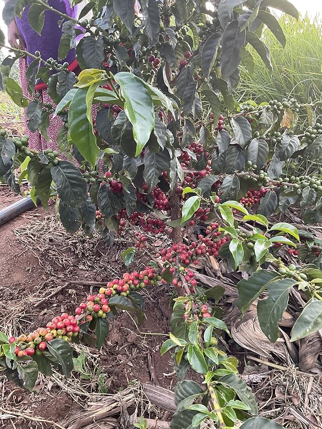 Kenya AA Grade Unroasted Green Arabica Coffee Beans from Kenyan Highlands - 100% Pure Coffee Beans With Optimal Flavor Freshness & Aroma - Handpicked, Washed & Sun Dried - 5 LB