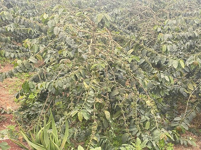 Kenya AA Grade Unroasted Green Arabica Coffee Beans from Kenyan Highlands - 100% Pure Coffee Beans With Optimal Flavor Freshness & Aroma - Handpicked, Washed & Sun Dried - 5 LB